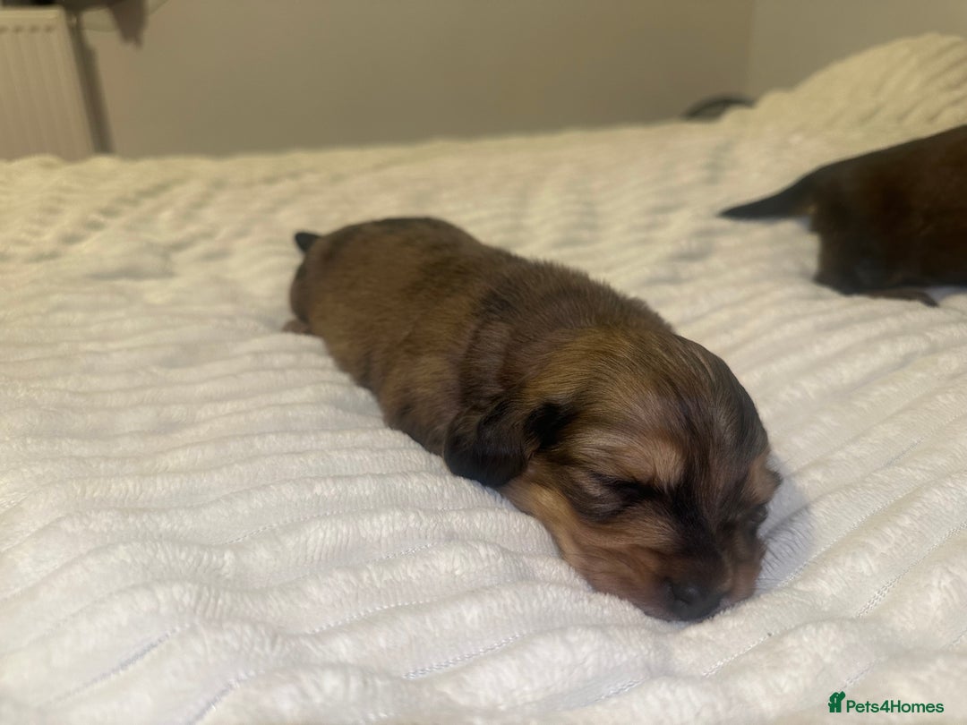 Dachshund dogs for sale:  KC Registered mini long hair Dachshund Puppies  - Image 4