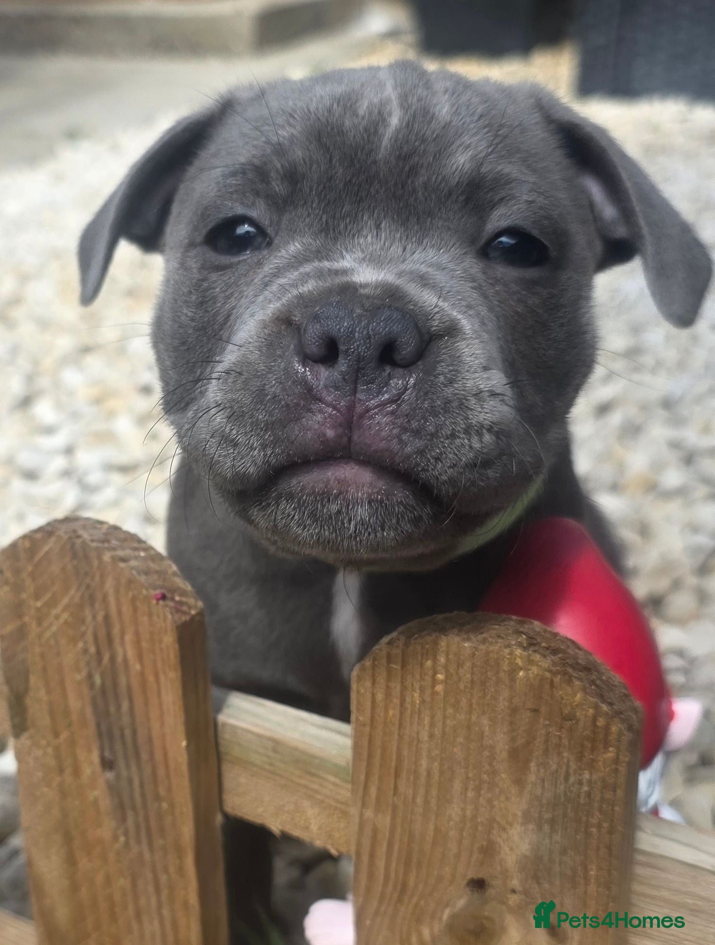 Staffordshire Bull Terrier dogs 💙 1 Stunning Blue boy Staffordshire Bull terrier  - Advert 2
