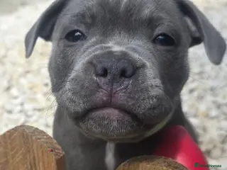 Staffordshire Bull Terrier dogs 💙 1 Stunning Blue boy Staffordshire Bull terrier - Advert 2