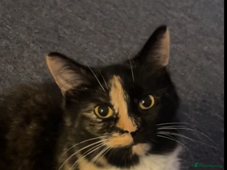 British Shorthair cats 1 kitten for sale! - Advert 14