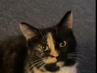 British Shorthair cats 1 kitten for sale! - Advert 9