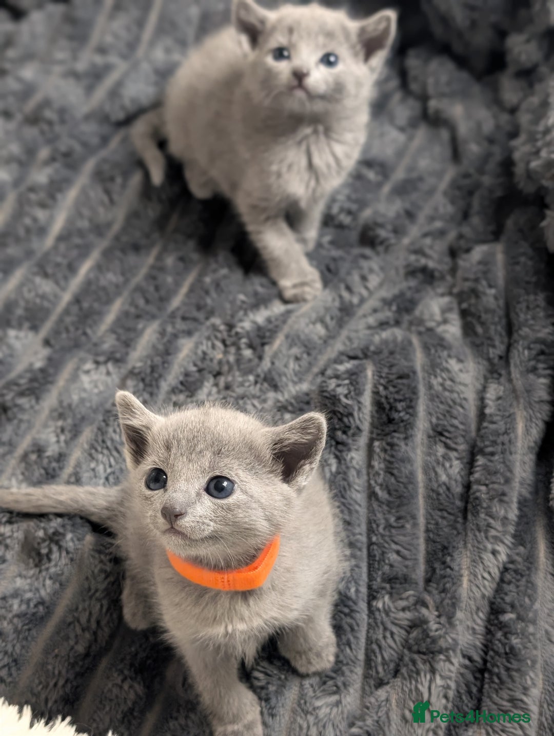 Russian Blue cats for sale: Full Pedigree Russian Blue kittens  - Advert 4