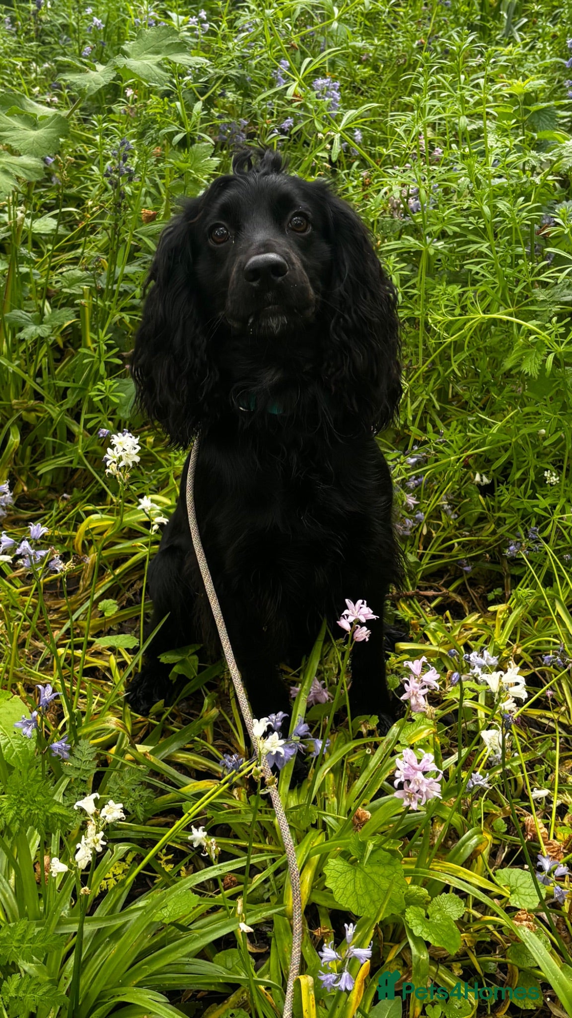 Cocker Spaniel dogs Black, Compact KC Registered Cocker Spaniel - Advert 1