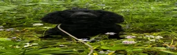 Cocker Spaniel dogs for stud: Black, Compact KC Registered Cocker Spaniel - Advert 1