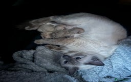 Ragdoll cats for sale: 8 week old ragdoll kittens ready to go now  - Image 12