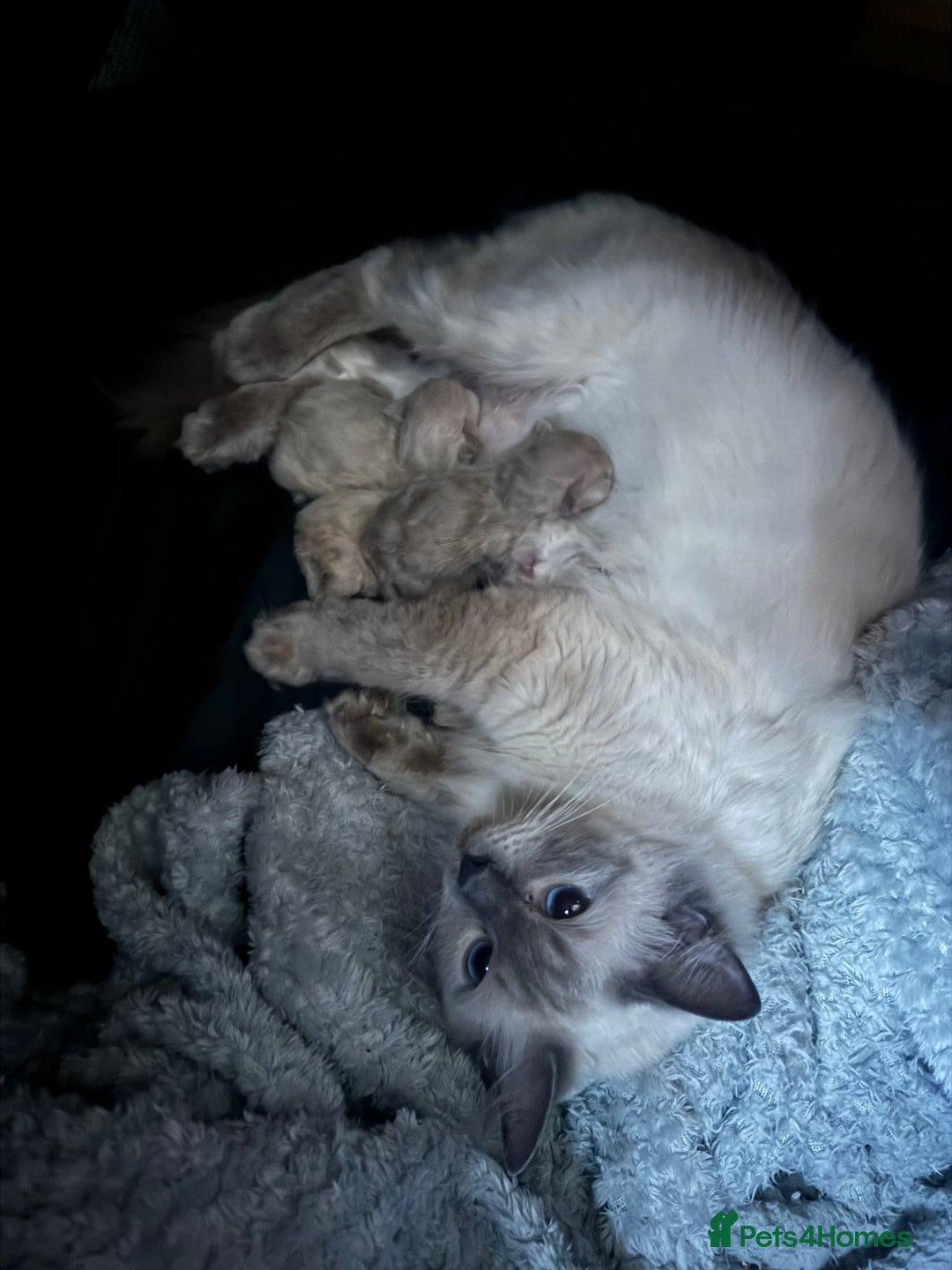 Ragdoll cats for sale: 8 week old ragdoll kittens ready to go now  - Image 12
