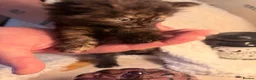 Mixed Breed cats for sale: 8 beautiful ragdoll/persian/domestic babies  - Advert 5
