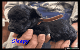 Yorkiepoo dogs for sale:  Adorable YorkiePoo Pups Looking for Loving Homes  - Image 20