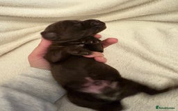 Cocker Spaniel dogs for sale: Cocker Spaniel Pups Seeking Forever Homes!💖 - Image 32