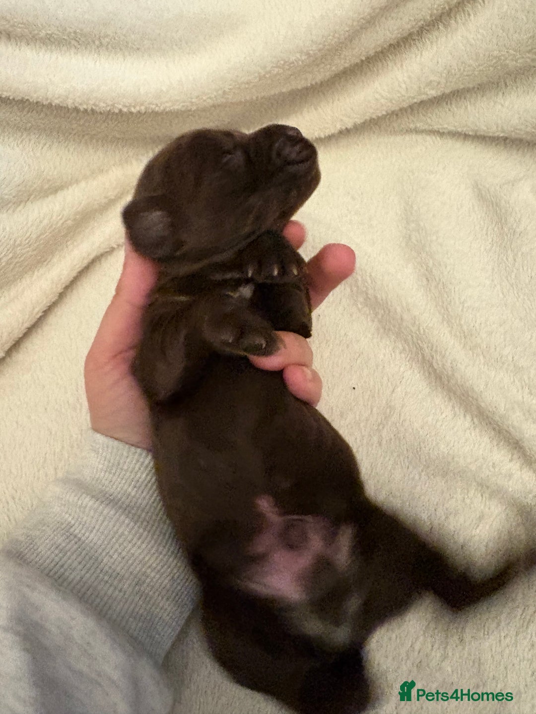 Cocker Spaniel dogs for sale: Cocker Spaniel Pups Seeking Forever Homes!💖 - Image 32