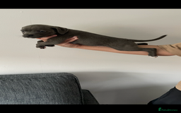 Staffordshire Bull Terrier dogs for sale: KC Staffordshire bull terriers 1 GIRL lEFT  £1350 - Image 23