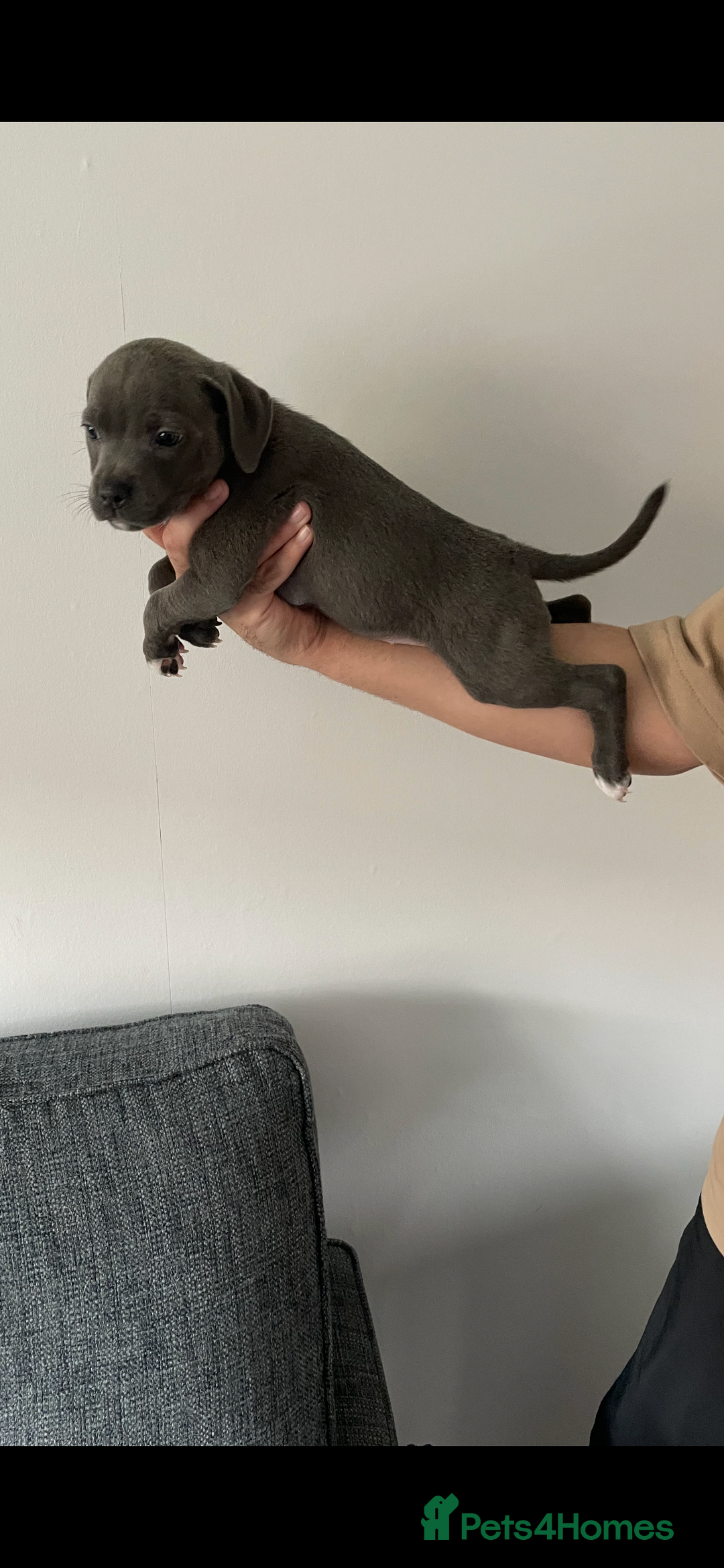 Staffordshire Bull Terrier dogs for sale: KC Staffordshire bull terriers 1 GIRL lEFT  £1350 - Image 23