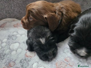 Cocker Spaniel dogs beautiful working cocker spaniel puppies - Advert 15