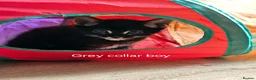 British Shorthair cats for sale: Beautiful kittens  in Diss - Advert 6