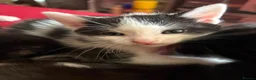 Mixed Breed cats for sale: Kittens  - Advert 16