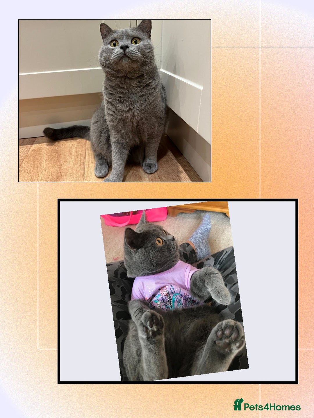 British Shorthair cats for sale: ❤️‍🔥 British Shorthair Kittens ❤️‍🔥 - Advert 11