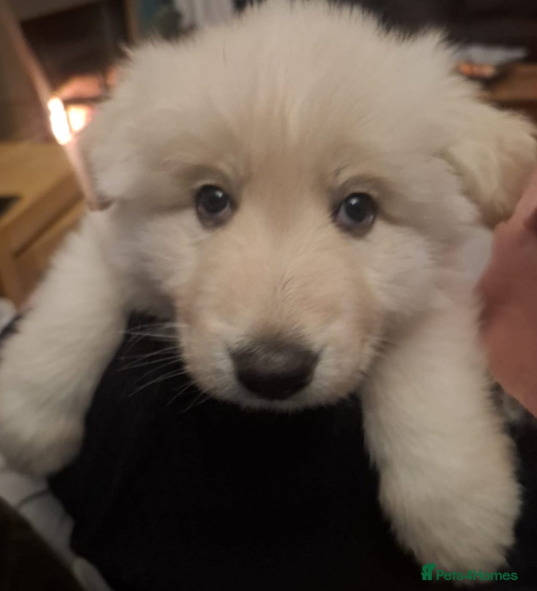 German Shepherd dogs for sale: White German Shepherd - Advert 16