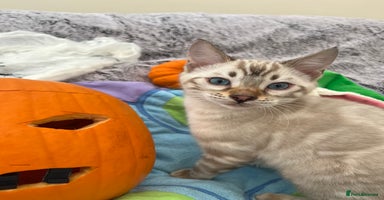 Bengal cats - Advert 8