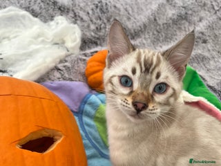 Bengal cats - Advert 4