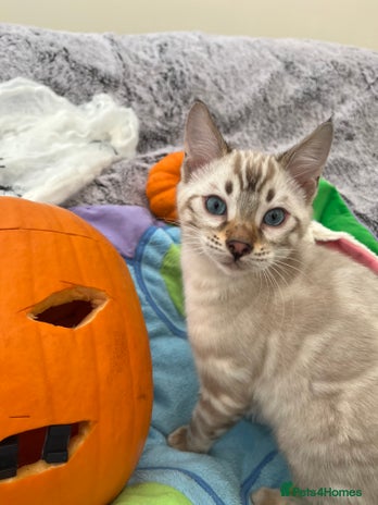 Bengal cats - Advert 1