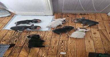 French Bulldog dogs - Advert 9