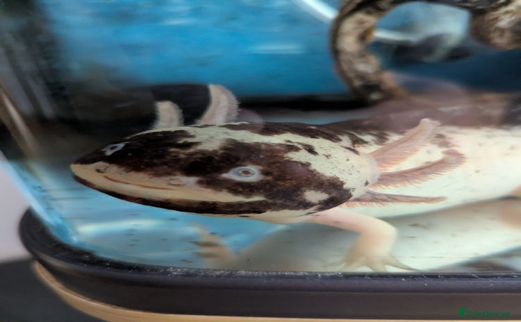 Axolotl reptiles - Advert 3