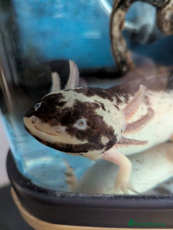 Axolotl reptiles - Advert 1