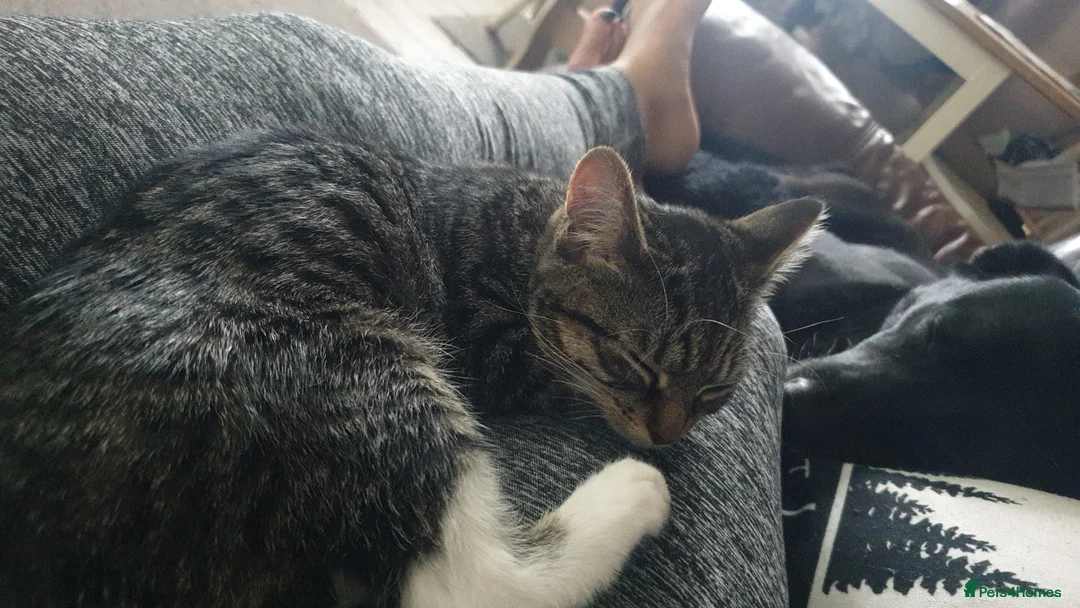 Mixed Breed cats for sale: Reluctant rehoming of our cat - Advert 2