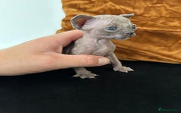 Sphynx cats for sale: Singleton male sphynx kitten  - Image 3