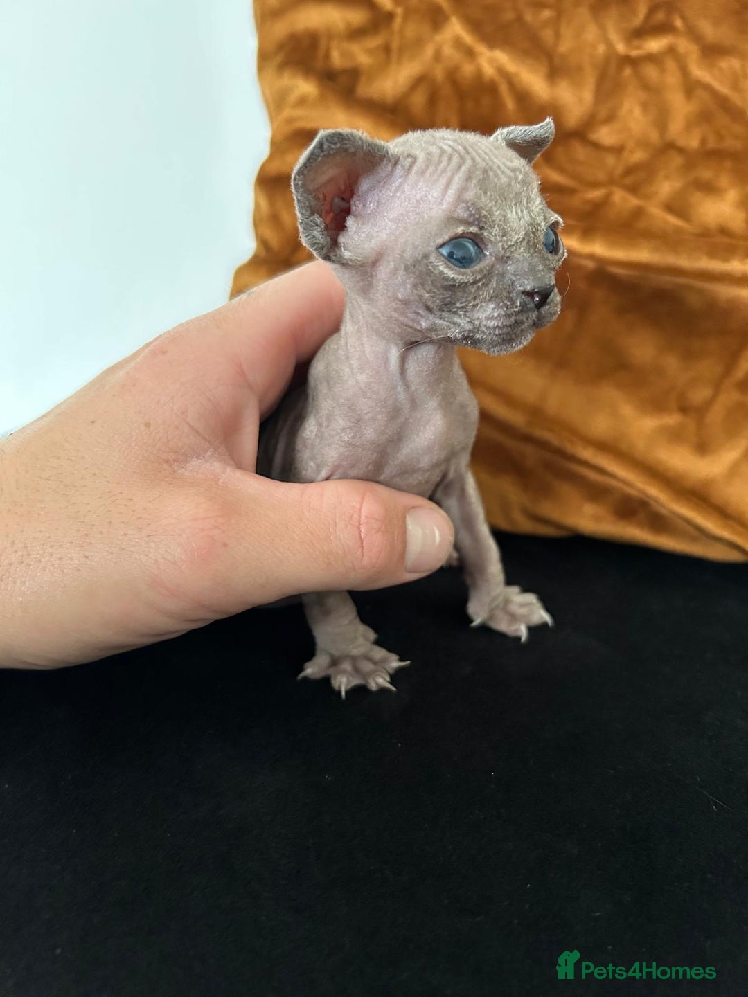 Sphynx cats for sale: Singleton male sphynx kitten  - Image 3