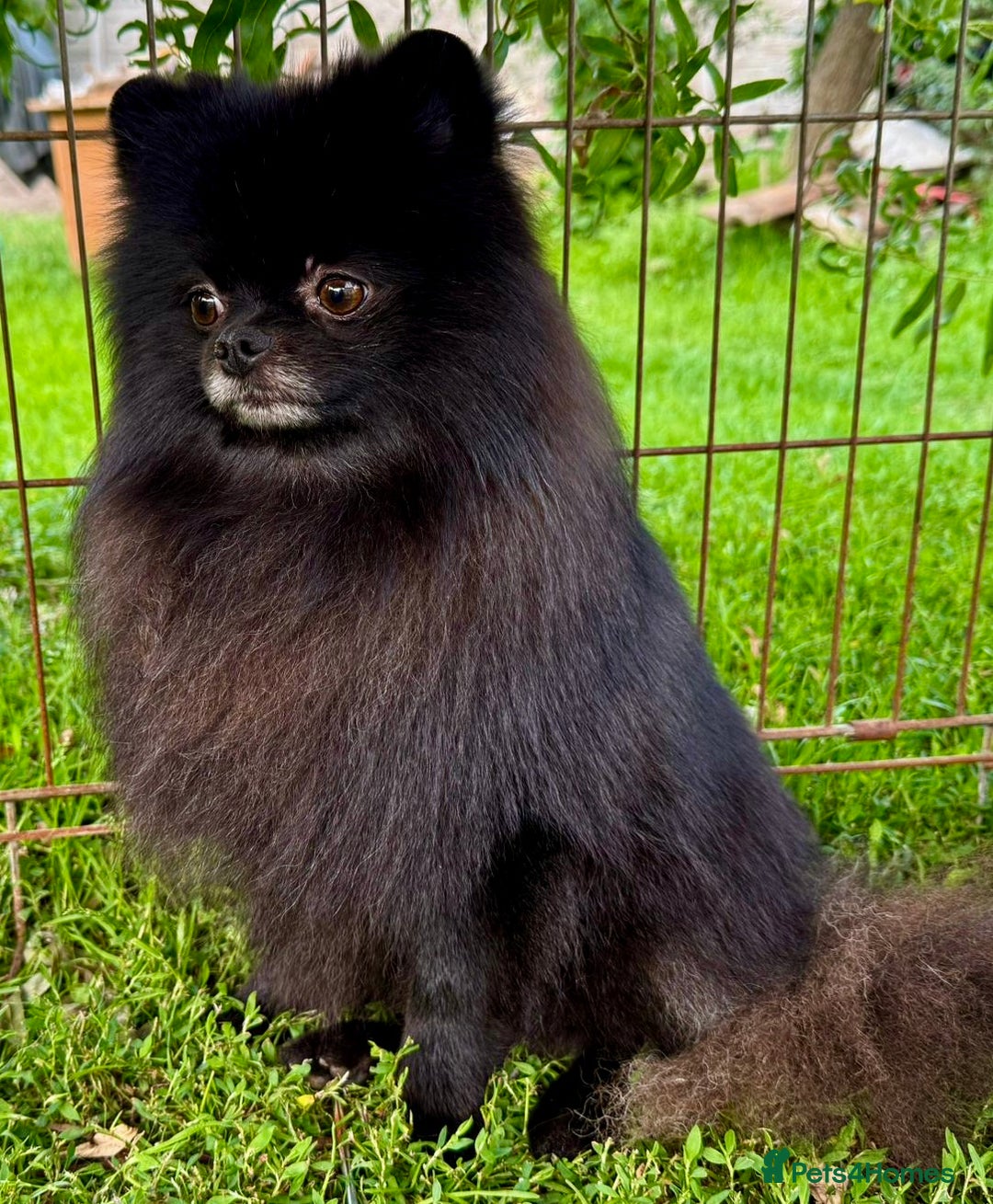 Pomeranian dogs for adoption: Prince, Romeo and Smokey - Image 7