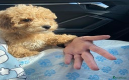 Maltipoo dogs for sale: Gorgeous 3 month old Maltipoo boy 🐶🥰 - Image 3
