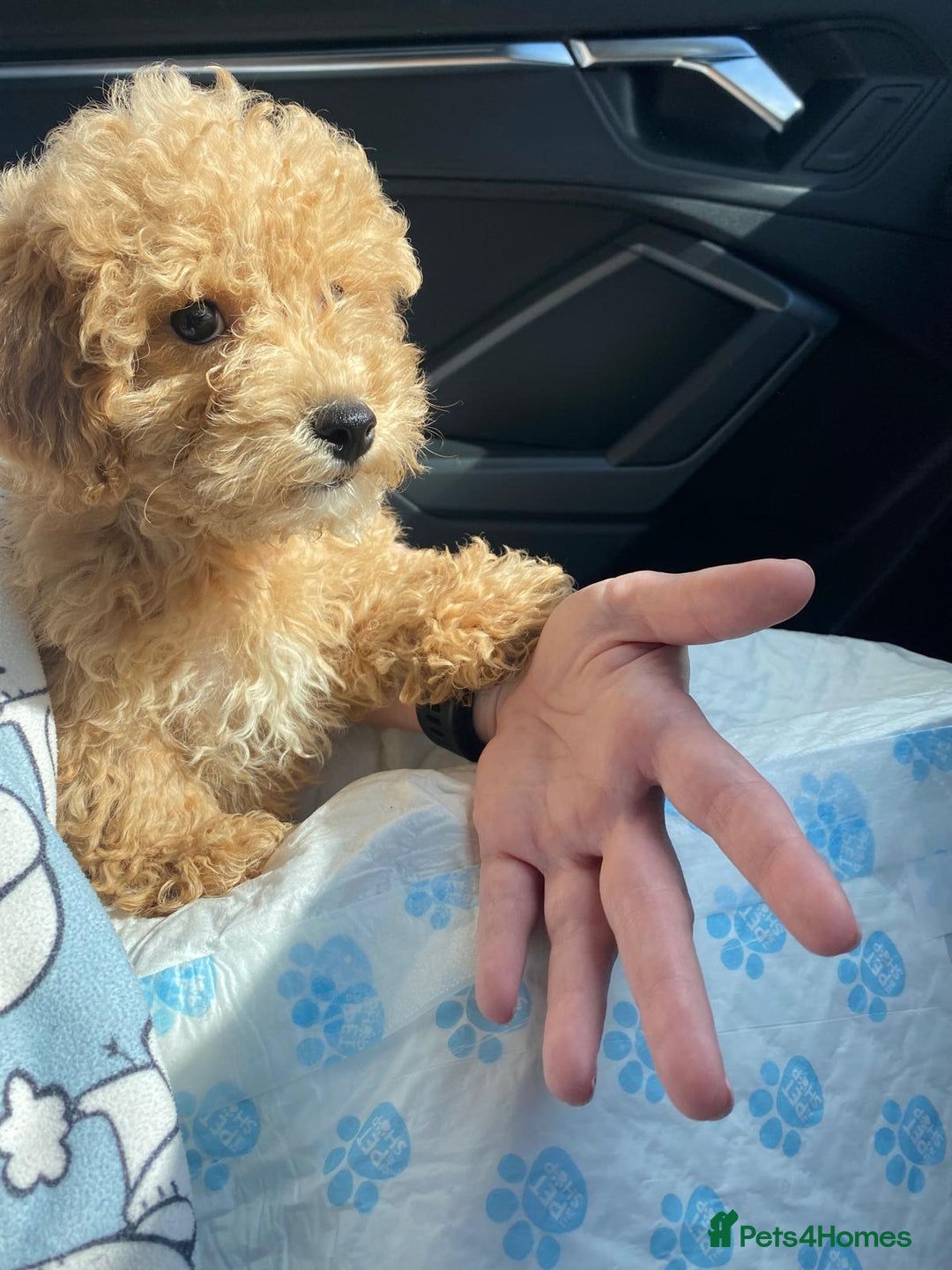 Maltipoo dogs for sale: Gorgeous 3 month old Maltipoo boy 🐶🥰 - Image 3