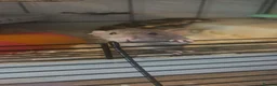 Rat rodents for sale: Female rats and cage  in Castleford - Advert 2
