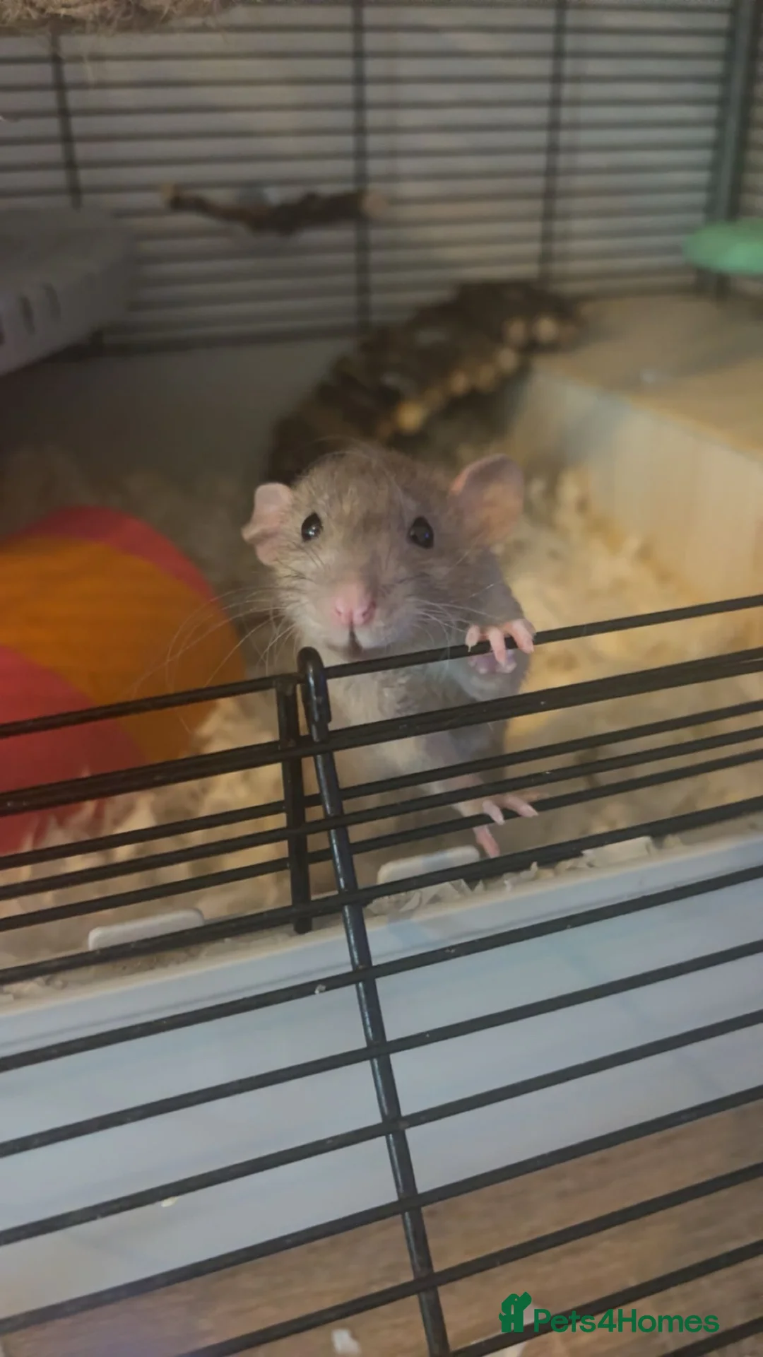 Rat rodents for sale: Female rats and cage  in Castleford - Advert 2