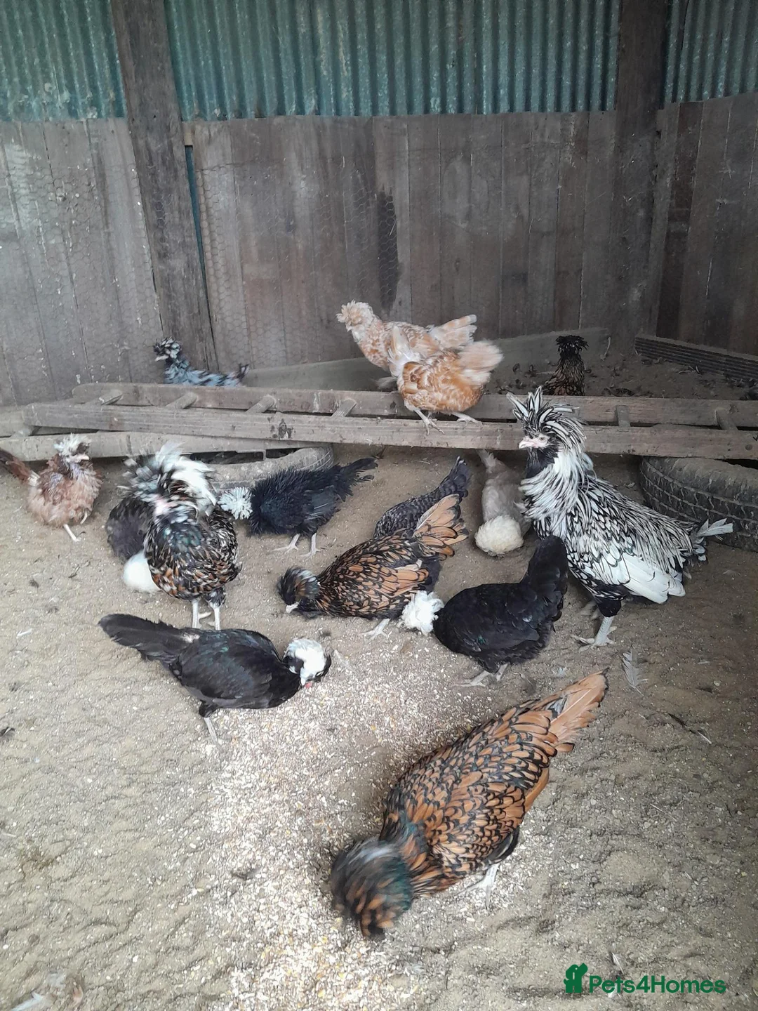 Chickens poultry for sale: Polish and Polish Frizzle Bantams  - Advert 5