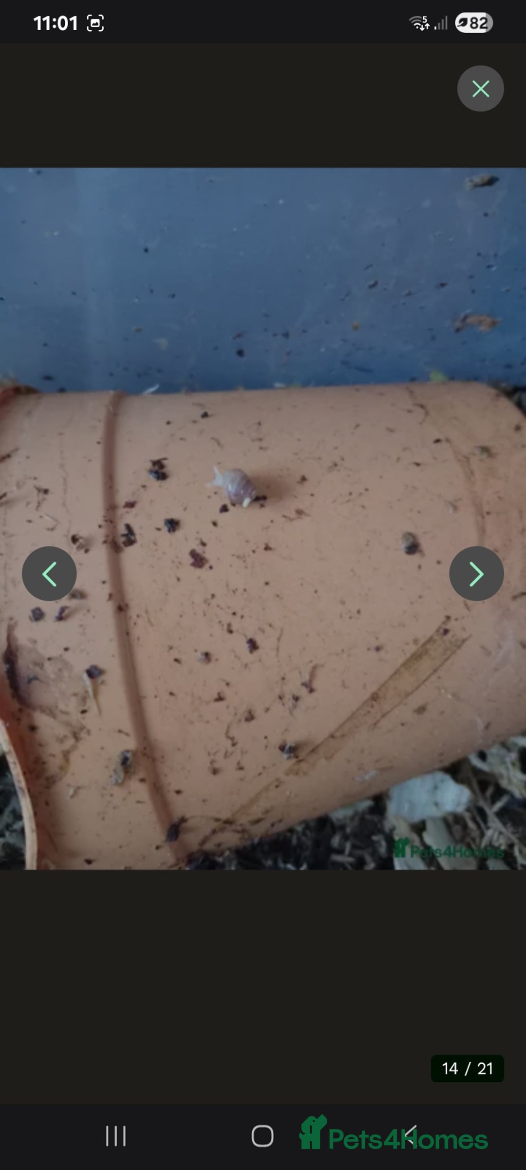 Snails invertebrates for sale: Baby giant African land snails Fulica  - Advert 17