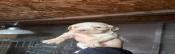 Cockapoo dogs for sale: Cocker spaniel puppies💕 in Llanelli - Advert 30