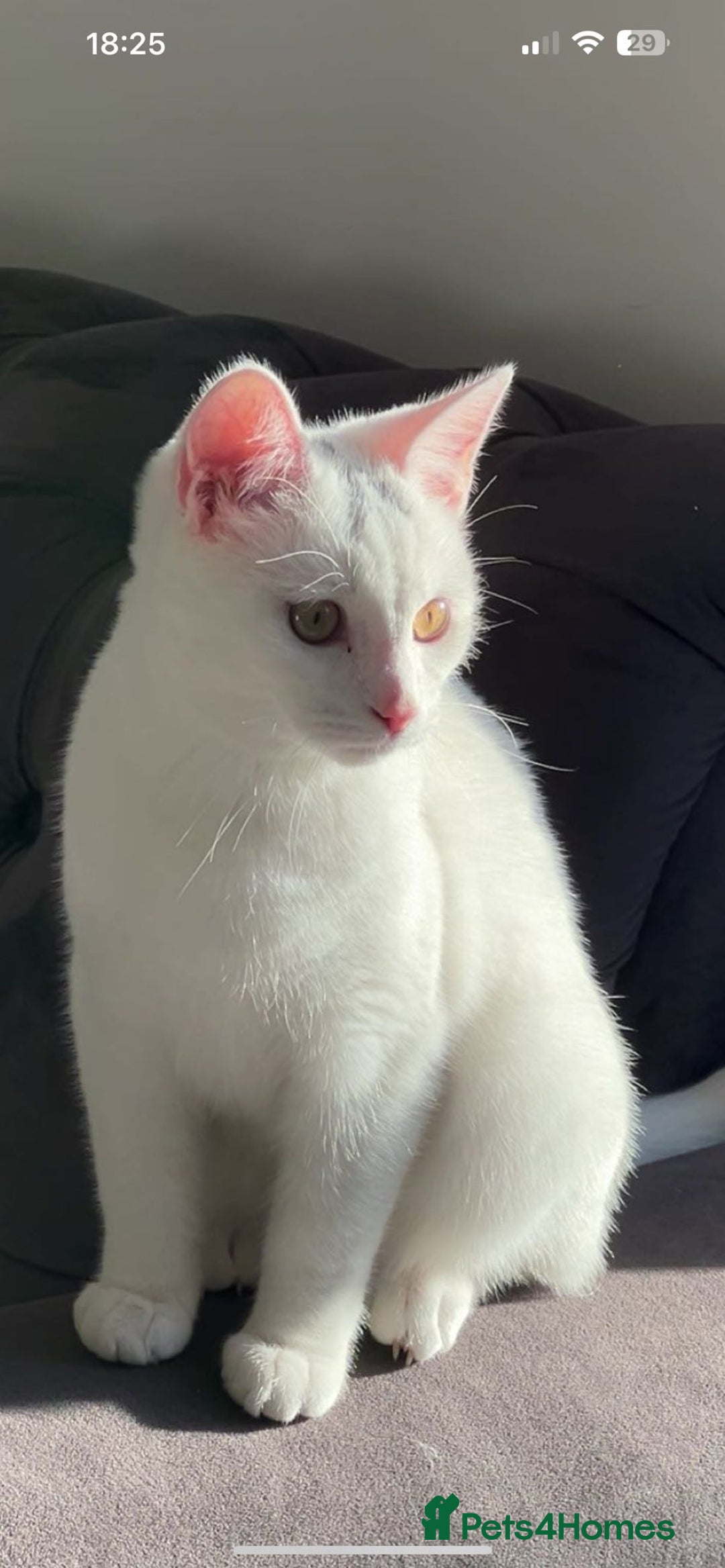 Russian Blue cats for sale: This is one white buetiful cat it is friendly  - Advert 2