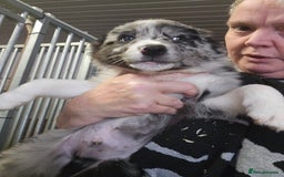 Border Collie dogs for sale: Red white border collie puppies - Advert 16