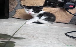 British Shorthair cats for sale: 4 kittens  - Image 2