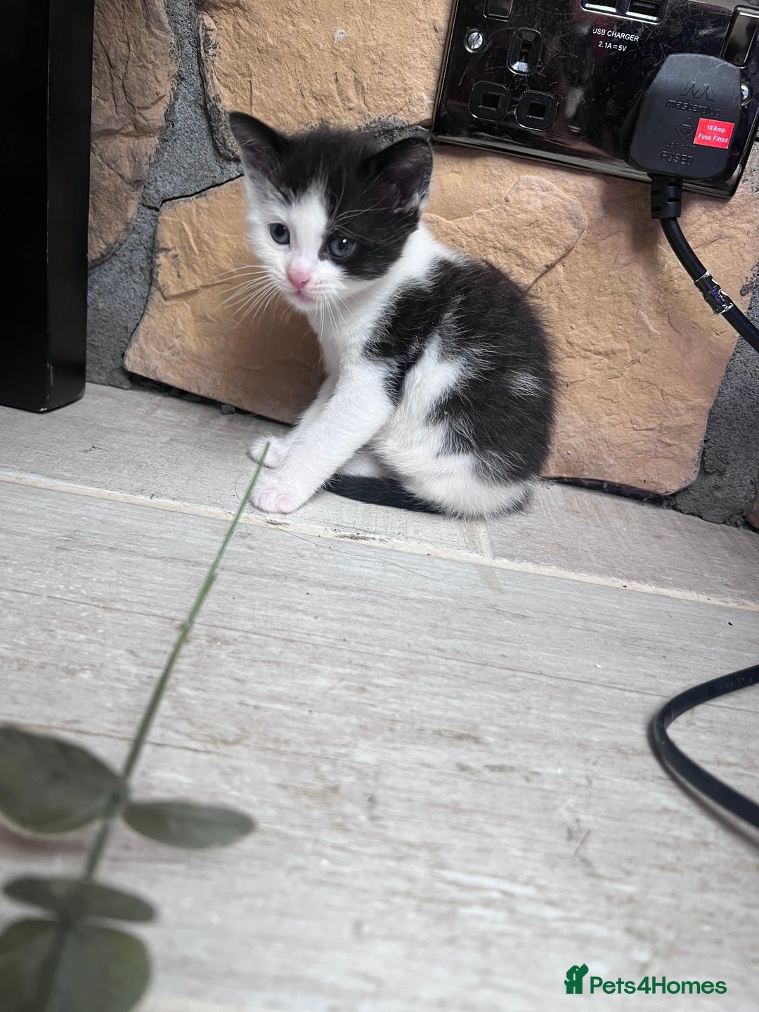 British Shorthair cats for sale: 4 kittens  - Image 2