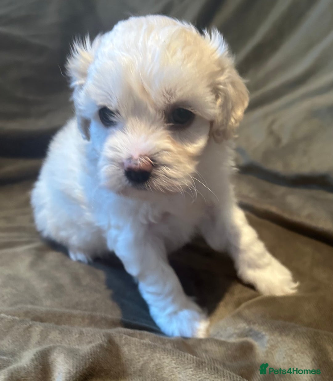 Maltipoo dogs for sale: Maltipoo puppies - Advert 8