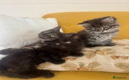 Siberian cats for sale: Beautiful Siberian Mix Kitten - Ready Soon!  - Image 3