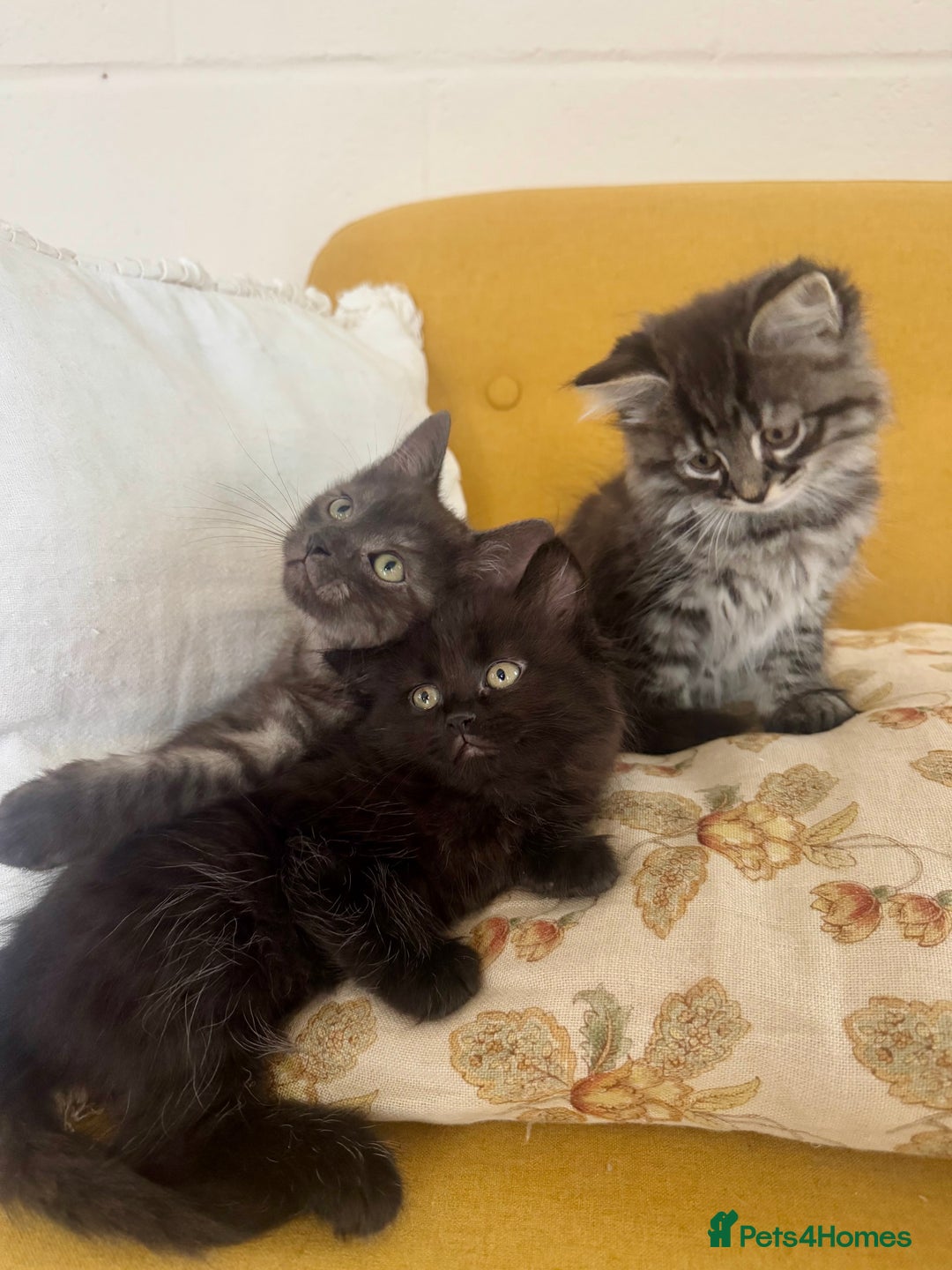 Siberian cats for sale: Beautiful Siberian Mix Kitten - Ready Soon!  - Image 3