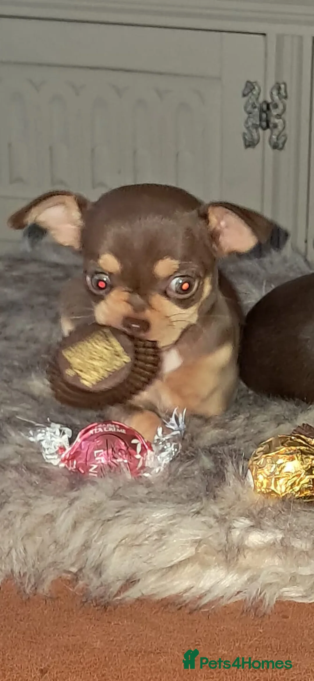 Mixed Breed dogs for sale: Beautiful Babies  - Advert 17