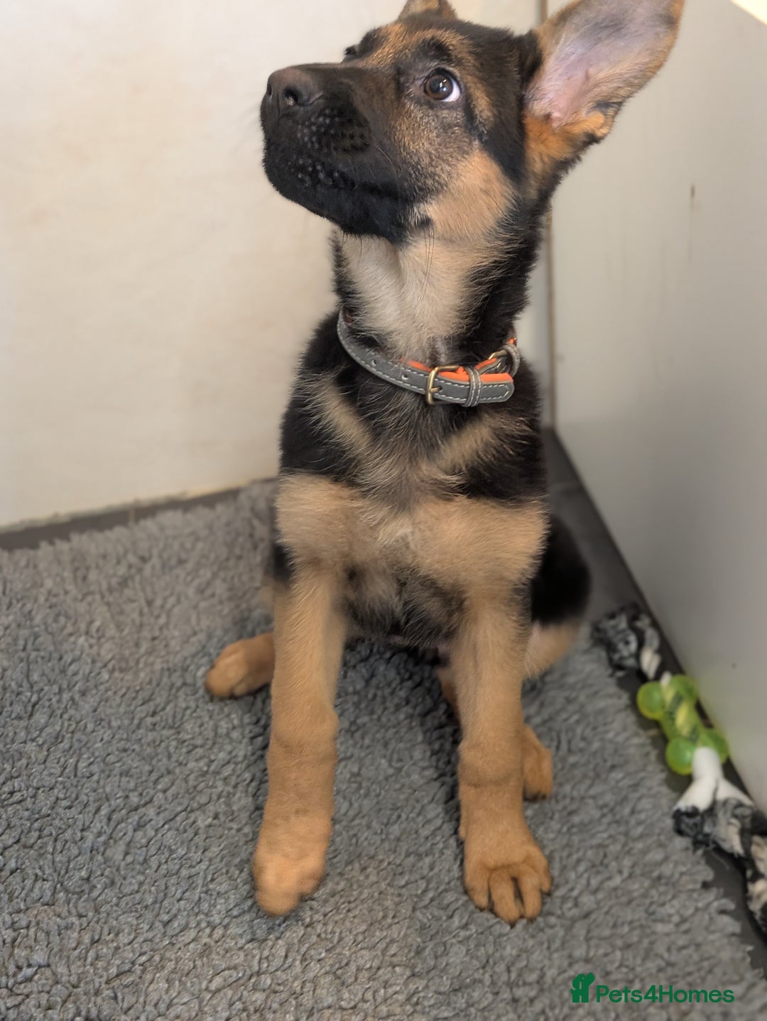 German Shepherd dogs for sale: KC Champion bloodline, Health tested, Female Puppy - Advert 10