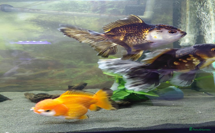 Fancy Goldfish fish - Advert 1