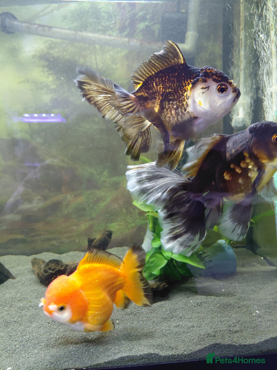 Fancy Goldfish fish for sale: Large oranda goldfish see description  - Image 1