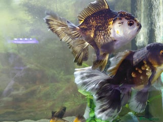 Fancy Goldfish fish - Advert 33